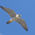 Peregrine Falcon-240317-219MSDCF-FYP04124-W.jpg