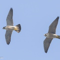 Peregrine Falcon-240320-219MSDCF-FYP09262-W.jpg