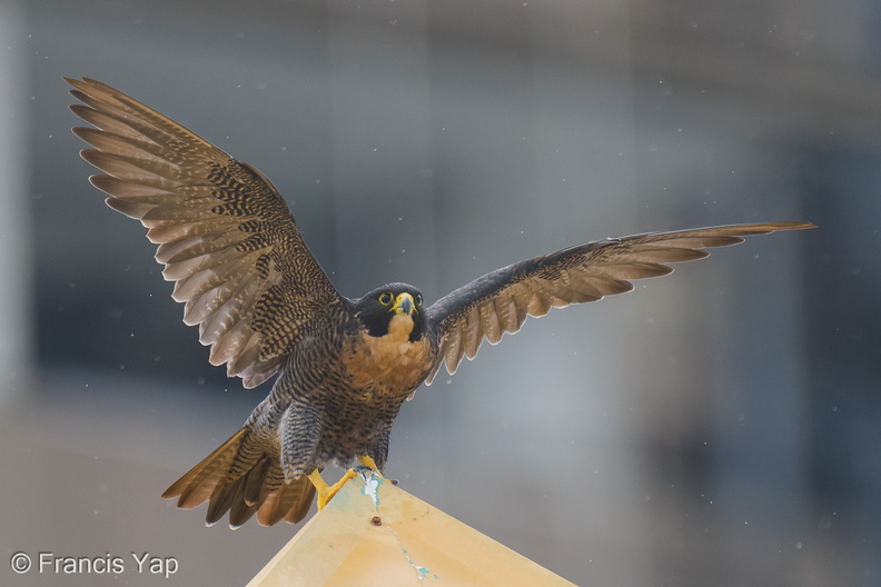 Peregrine_Falcon-250711-114FRYAP-FYA05818-W.jpg