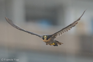 Peregrine Falcon-250711-114FRYAP-FYA05923-W.jpg