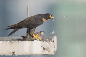 Peregrine Falcon-250717-115FRYAP-FYA01719-W.jpg