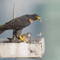 Peregrine Falcon-250717-115FRYAP-FYA01719-W.jpg