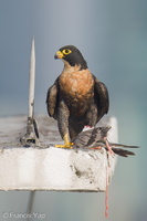 Peregrine Falcon-250717-115FRYAP-FYA05011-W.jpg