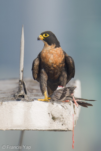 Peregrine_Falcon-250717-115FRYAP-FYA05011-W.jpg