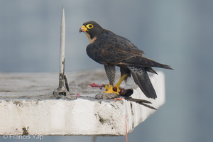 Peregrine Falcon-250717-115FRYAP-FYA05506-W.jpg