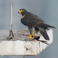 Peregrine Falcon-250717-115FRYAP-FYA05506-W.jpg