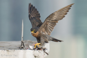 Peregrine Falcon-250717-115FRYAP-FYA06524-W.jpg