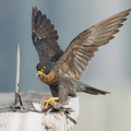 Peregrine Falcon-250717-115FRYAP-FYA06524-W.jpg