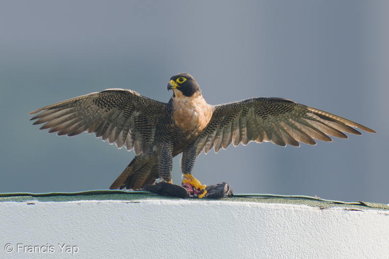 Peregrine_Falcon-250720-116FRYAP-FYA01919-W.jpg