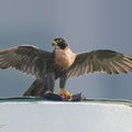 Peregrine Falcon-250720-116FRYAP-FYA01919-W.jpg