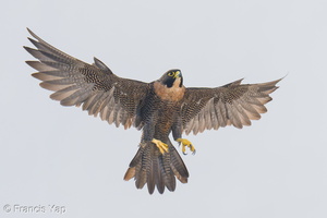 Peregrine Falcon-250731-116FRYAP-FYA07000-W.jpg