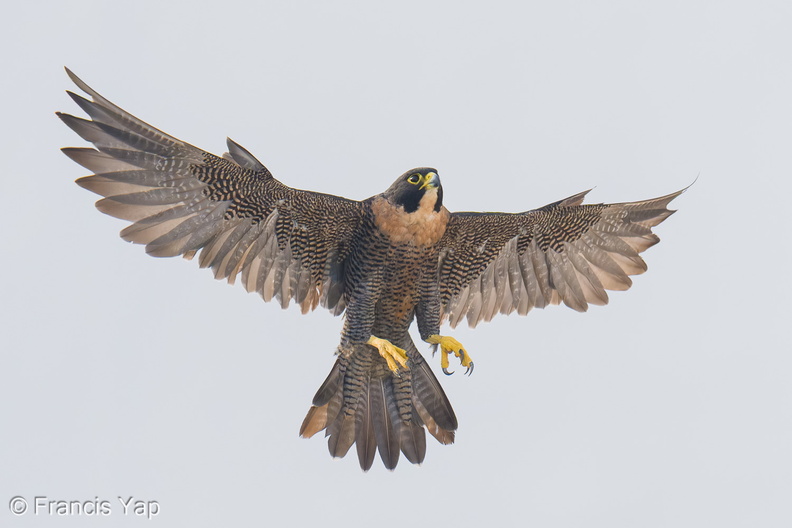 Peregrine_Falcon-250731-116FRYAP-FYA07000-W.jpg