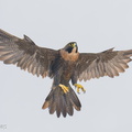 Peregrine Falcon-250731-116FRYAP-FYA07000-W.jpg