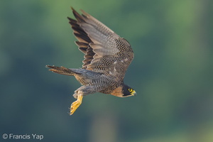Peregrine Falcon-250731-116FRYAP-FYA07647-W.jpg