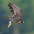 Peregrine Falcon-250731-116FRYAP-FYA07647-W.jpg