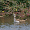 Pheasant-tailed Jacana-201206-127MSDCF-FYP02611-W.jpg