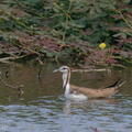 Pheasant-tailed Jacana-201206-127MSDCF-FYP02649-W.jpg
