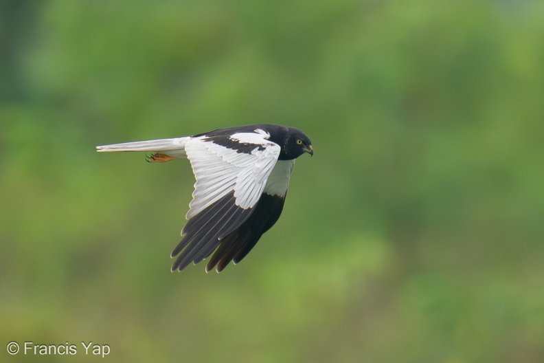 Pied_Harrier-240112-213MSDCF-FYP06695-W.jpg