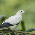 Pied Imperial Pigeon-110915-105EOS1D-FYAP1680-W.jpg