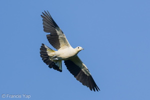 Pied Imperial Pigeon-251002-125FRYAP-FYA02228-W.jpg