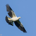 Pied Imperial Pigeon-251002-125FRYAP-FYA02228-W.jpg