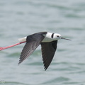 Pied Stilt-230523-205MSDCF-FYP04680-W.jpg