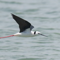 Pied Stilt-230523-205MSDCF-FYP04687-W.jpg