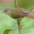 Pin-striped Tit-Babbler-150729-100EOS5D-FY5S3234-W.jpg