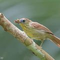 Pin-striped Tit-Babbler-190518-117ND500-FYP_3486-W.jpg