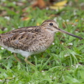 Pin-tailed Snipe-140330-114EOS1D-FYAP1425-W.jpg