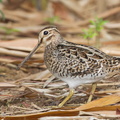 Pin-tailed Snipe-140402-114EOS1D-FYAP2270-W.jpg