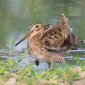Pin-tailed Snipe-140402-114EOS1D-FYAP2631-W.jpg