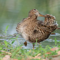 Pin-tailed Snipe-140402-114EOS1D-FYAP2679-W.jpg