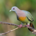 Pink-necked Green Pigeon-160512-100EOS1D-F1X22914-W.jpg
