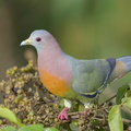Pink-necked Green Pigeon-160629-101EOS1D-F1X26649-W.jpg