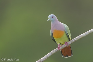 Pink-necked Green Pigeon-170125-109EOS1D-F1X22914-W.jpg