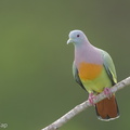Pink-necked_Green_Pigeon-170125-109EOS1D-F1X22914-W.jpg
