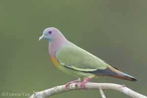 Pink-necked Green Pigeon-170303-109EOS1D-F1X29962-W.jpg