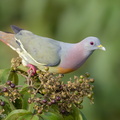 Pink-necked_Green_Pigeon-170519-100ND500-FYP_2745-W.jpg