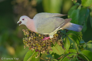 Pink-necked Green Pigeon-170614-111EOS1D-F1X23810-W.jpg