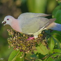 Pink-necked_Green_Pigeon-170614-111EOS1D-F1X23810-W.jpg