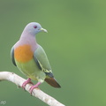 Pink-necked Green Pigeon-180105-115EOS1D-F1X28432-W.jpg