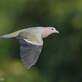 Pink-necked Green Pigeon-180725-110ND500-FYP_4436-W.jpg