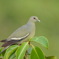Pink-necked Green Pigeon-200320-113MSDCF-FYP02814-W.jpg