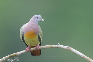 Pink-necked Green Pigeon-220706-151MSDCF-FYP04173-W.jpg