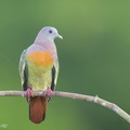 Pink-necked Green Pigeon-230614-206MSDCF-FYP09902-W.jpg