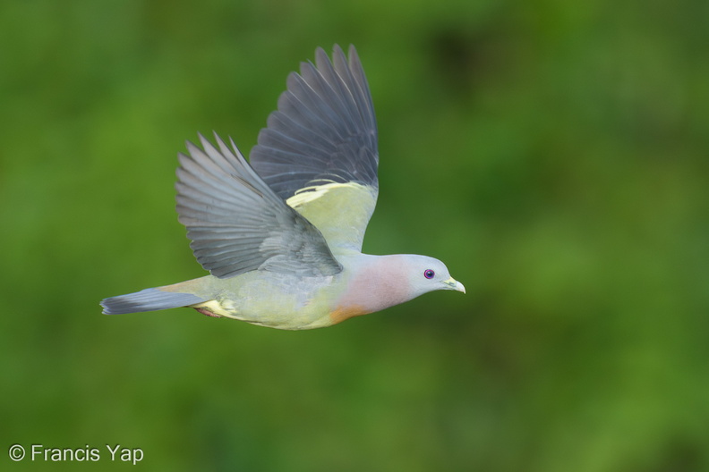 Pink-necked_Green_Pigeon-250105-254MSDCF-FYP04117-W.jpg