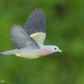 Pink-necked Green Pigeon-250105-254MSDCF-FYP04117-W.jpg