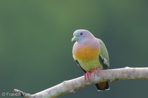 Pink-necked Green Pigeon-250404-102FRYAP-FYA02407-W.jpg