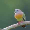 Pink-necked Green Pigeon-250404-102FRYAP-FYA02407-W.jpg